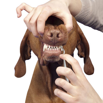Taşınabilir Pet Bakım Araçları Kediler Pet Köpek Diş Temizleme Kalemi 17cm Tartar Diş Taşı