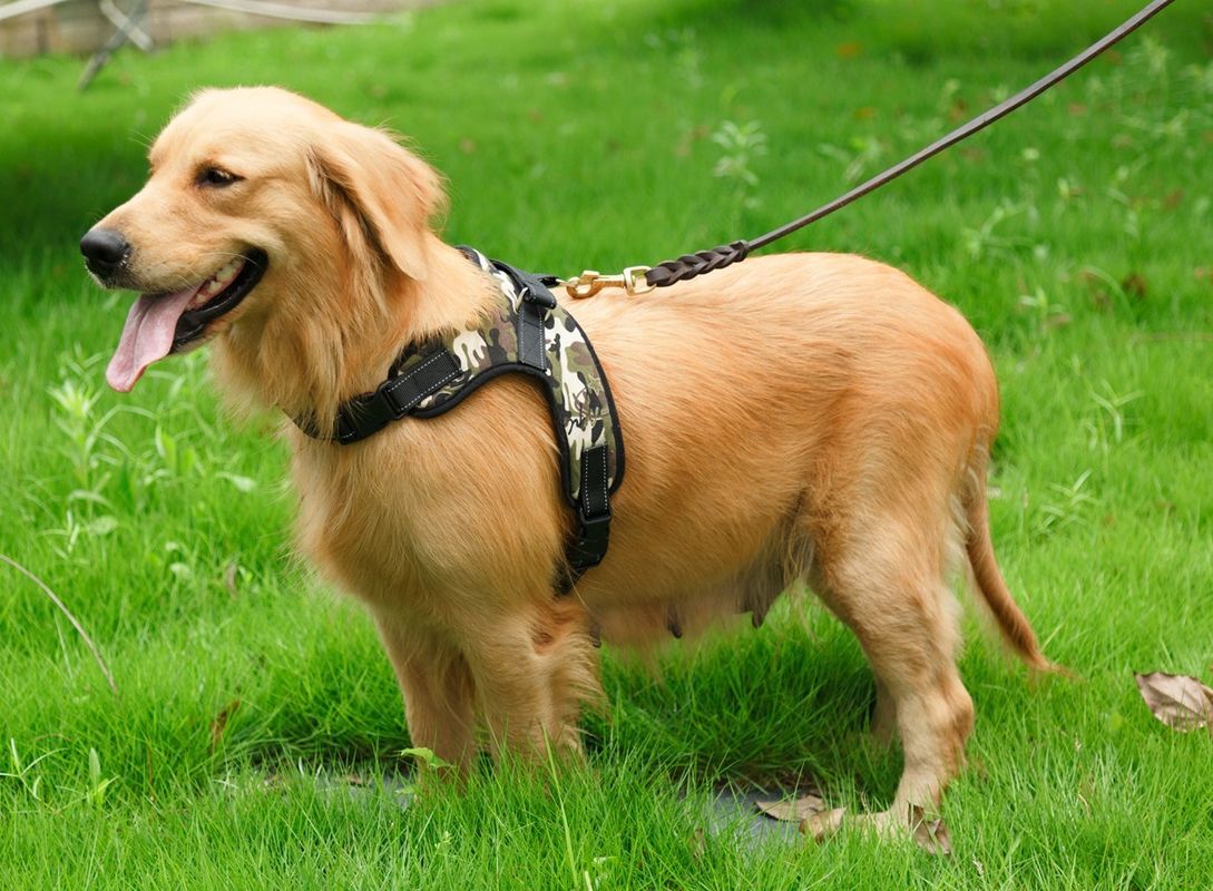 Oxford Örgü Tuval Ayarlanabilir Yastıklı Köpek Koşum Yelek Pet Köpek Eyer Göğüs Kemeri Nefes Yok Çekme Pet Yaka