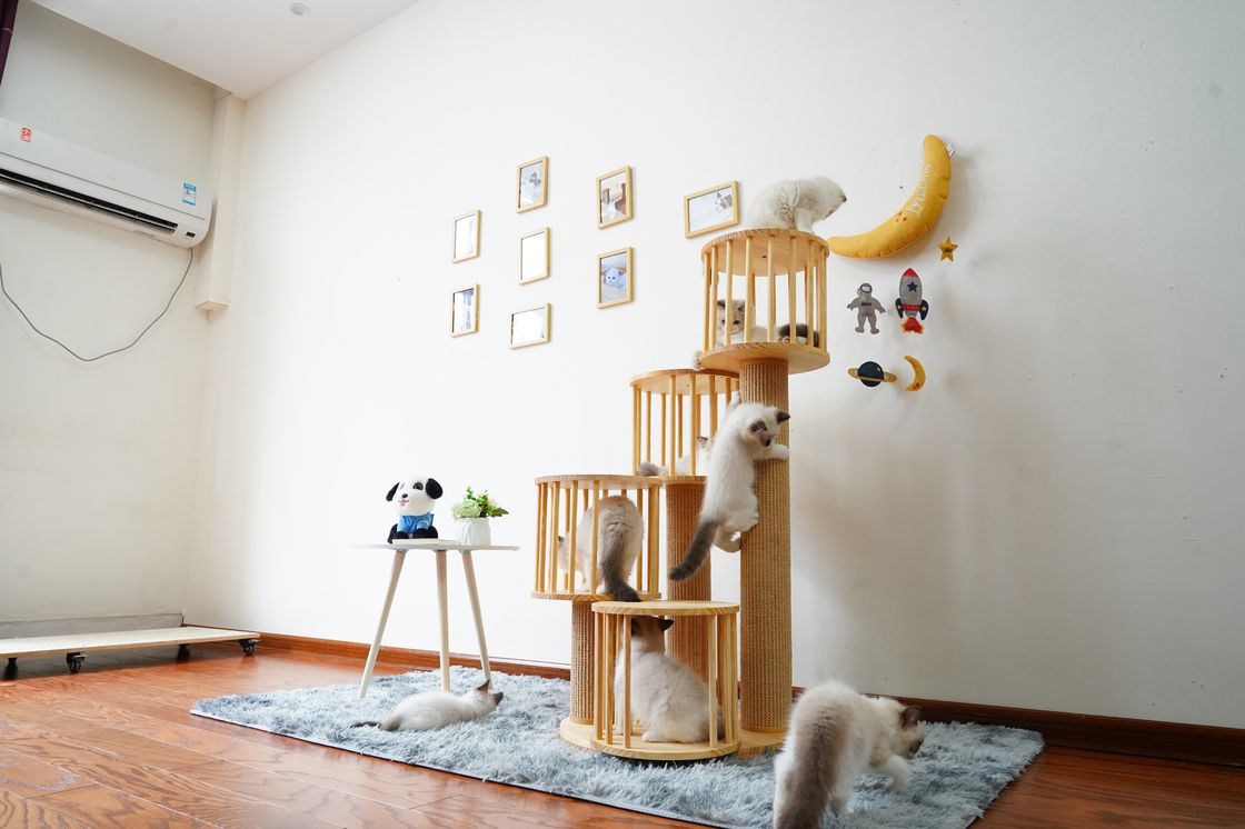 Dayanıklı Ev Yavru Kedi Tırmanma Ağacı Kule Kınamak Tırmalama Direkleri ile