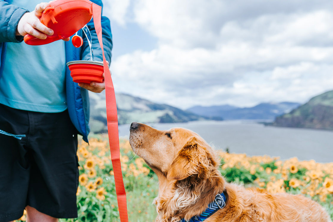 2021 BSCI Tasma Köpek Su İçme Şişesi 5'i 1 Arada Köpek Tasması Su Şişesi ile
